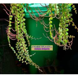 Peperomia prostrata, uit Z-Amerika, stekjes x 3 (hangplant)