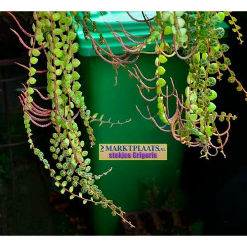 Peperomia prostrata, uit Z-Amerika, stekjes x 3 (hangplant)