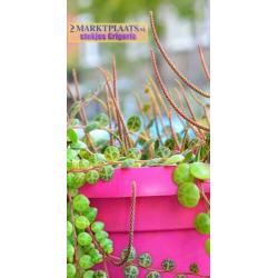 Peperomia prostrata, uit Z-Amerika, stekjes x 3 (hangplant)
