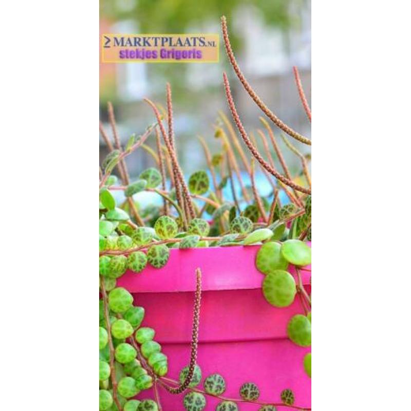 Peperomia prostrata, uit Z-Amerika, stekjes x 3 (hangplant)