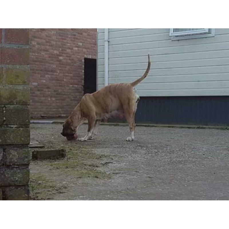 Pups: Fila brasileiro (75%) × Boerboel (25%)