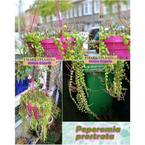 Peperomia prostrata, uit Z-Amerika, stekjes x 3 (hangplant)