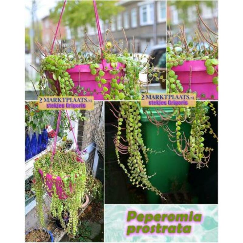 Peperomia prostrata, uit Z-Amerika, stekjes x 3 (hangplant)