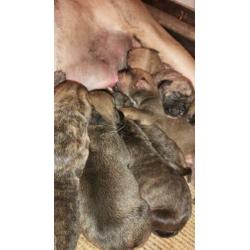 Pups: Fila brasileiro (75%) × Boerboel (25%)