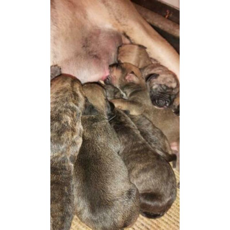 Pups: Fila brasileiro (75%) × Boerboel (25%)