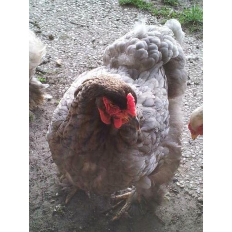 Broedeieren van de grote Brahma