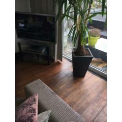 Houten vloer (vuren)