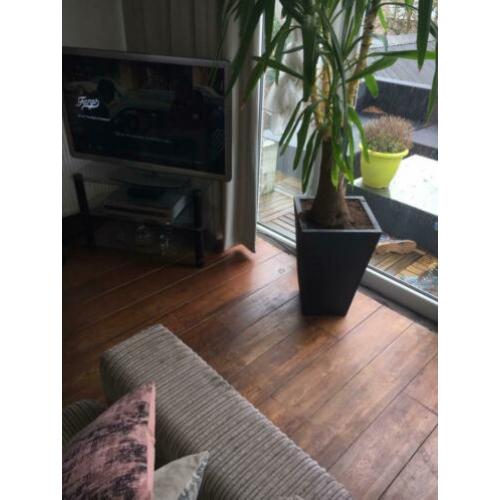 Houten vloer (vuren)