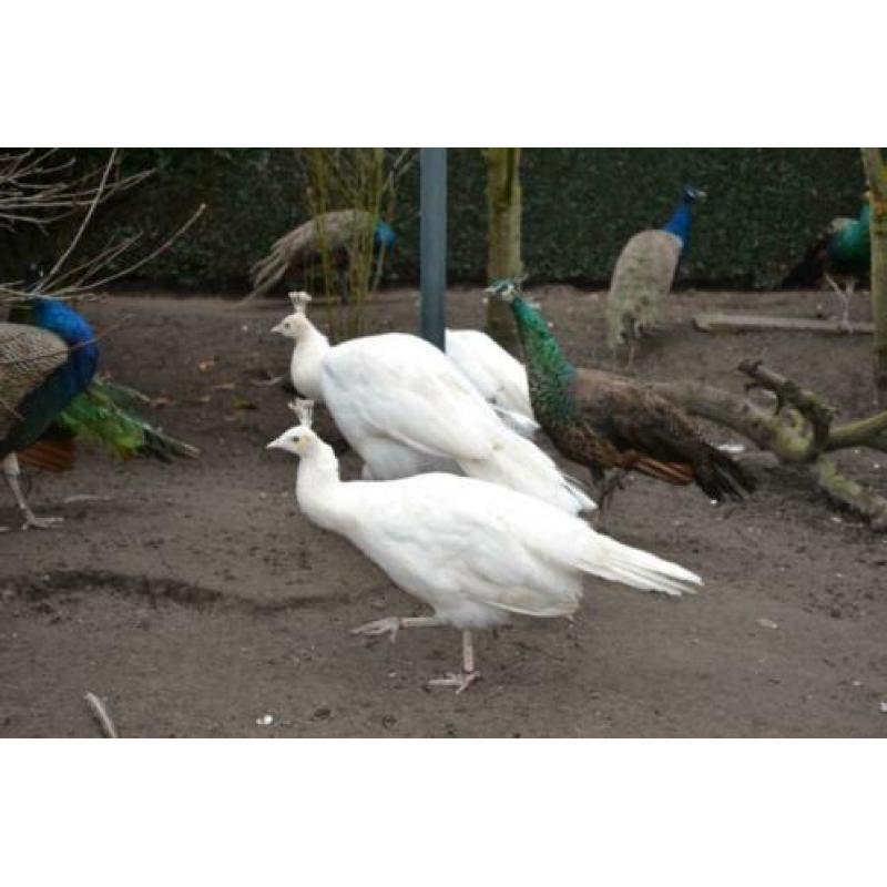 volwassen pauw hennen van diverse rassen ,pauw hennen