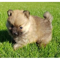 Pomeranian teefjes