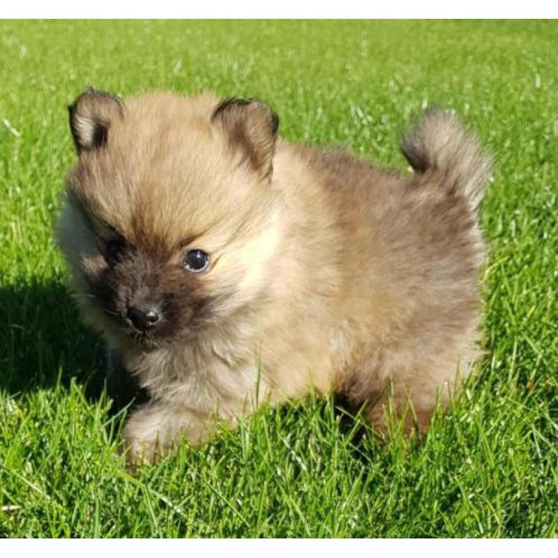 Pomeranian teefjes