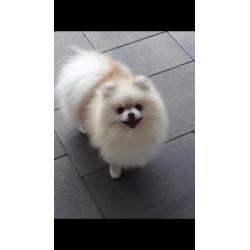 Mooie pomeriaan DEKREUTJE (NIET TE KOOP)