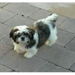 Shih tzu pups (boomer)