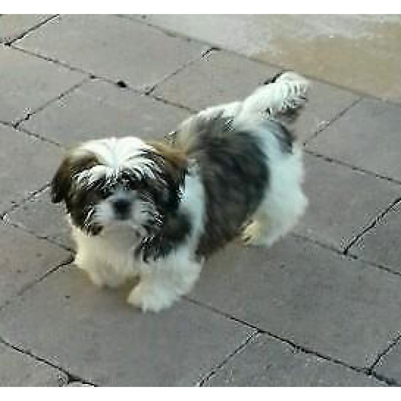 Shih tzu pups (boomer)