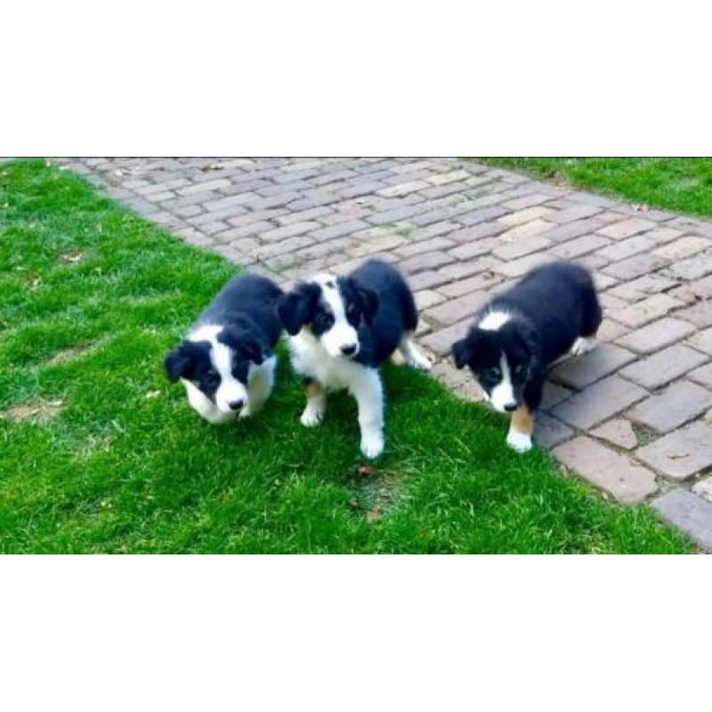 Border Collie tricolor pups