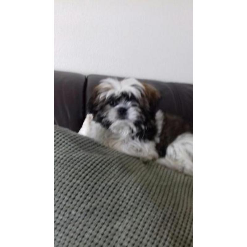Shih tzu pups (boomer)