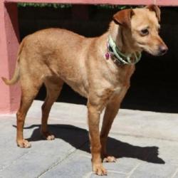 ACE: Naima, Podenco mix, lief maar ietwat onzeker hondje