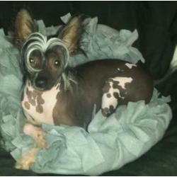 Chinees naakthondje (hairy hairless)