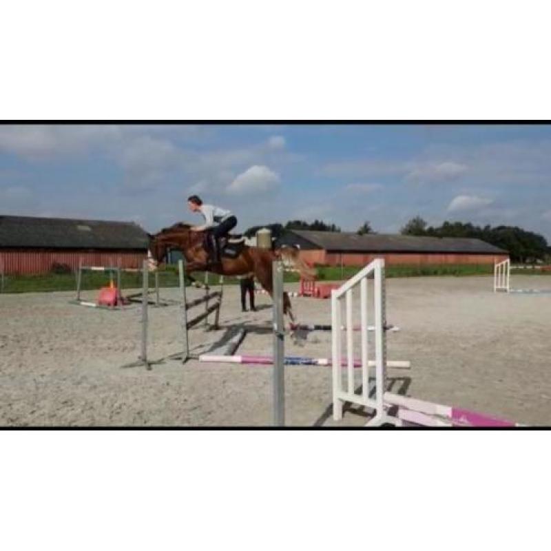 Te koop braaf paard