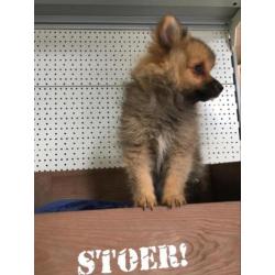 Lieve Dwergkees pups zoeken een leuk baasje