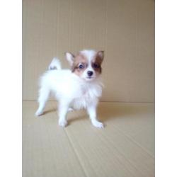 100 % Vlinderhondjes Papillon