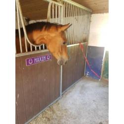 Super lieve 4 jarige Merrie te koop