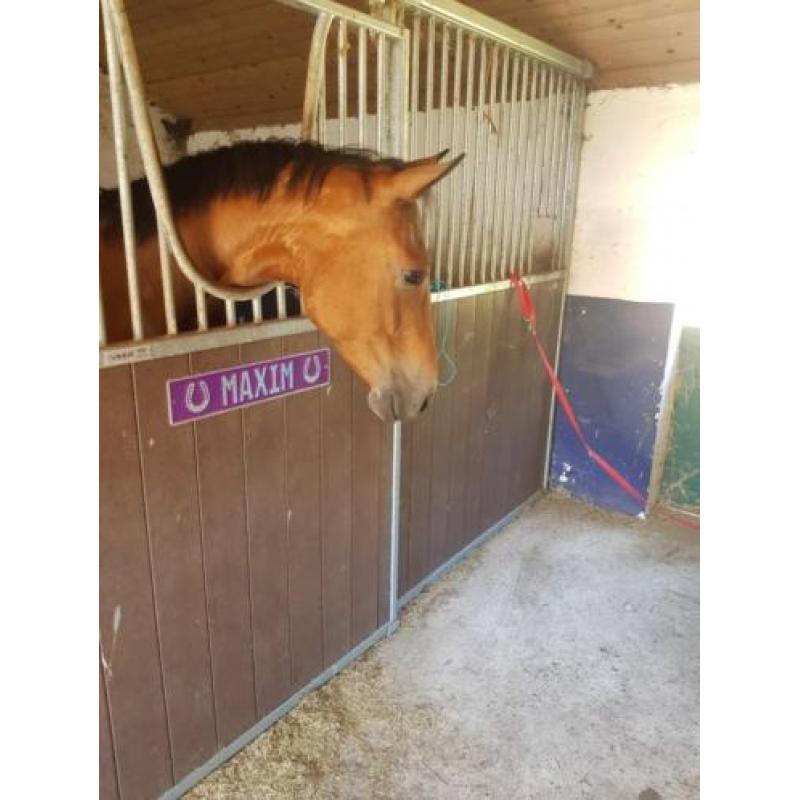 Super lieve 4 jarige Merrie te koop