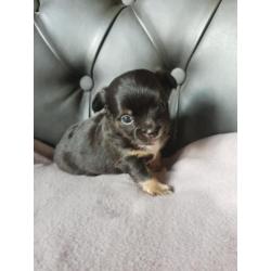Nog 2 prachtige Chihauhau pups te koop