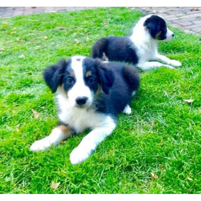 Border Collie tricolor pups