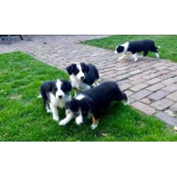 Border Collie tricolor pups