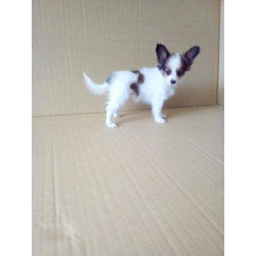 100 % Vlinderhondjes Papillon