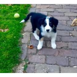 Border Collie tricolor pups