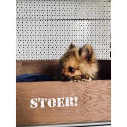 Lieve Dwergkees pups zoeken een leuk baasje