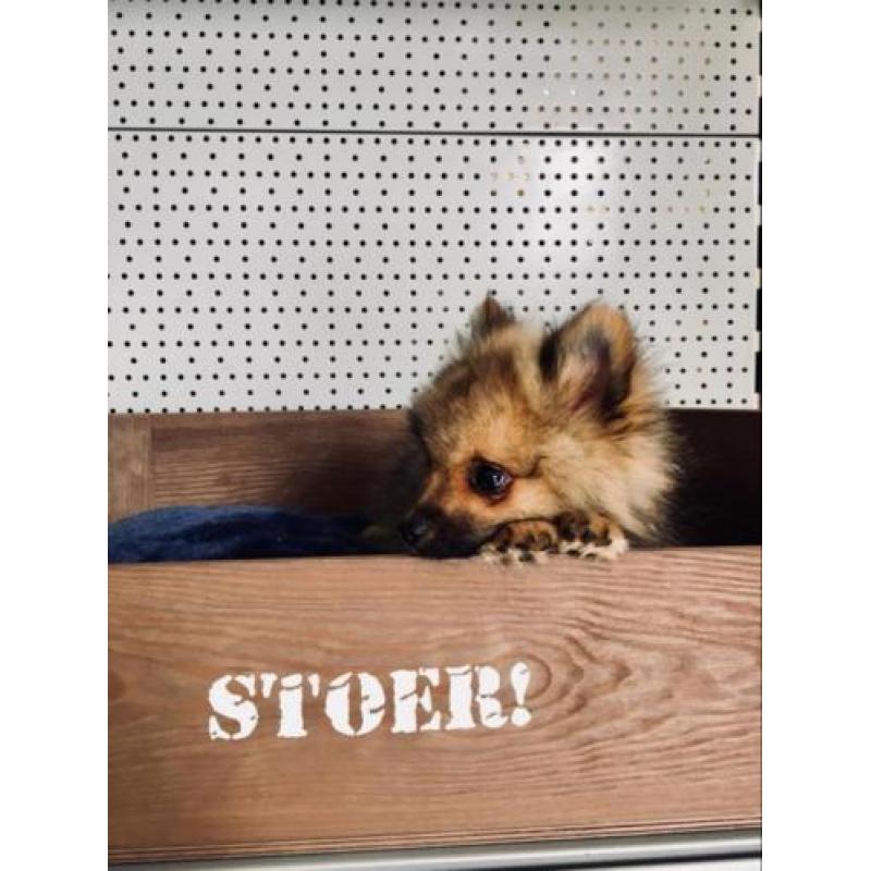 Lieve Dwergkees pups zoeken een leuk baasje