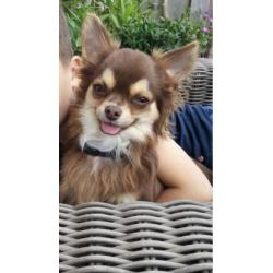 Chihuahua reu 1 jaar met FCI stamboom
