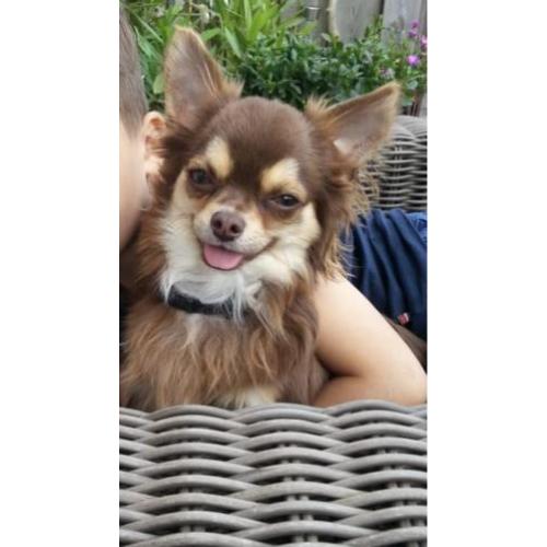 Chihuahua reu 1 jaar met FCI stamboom
