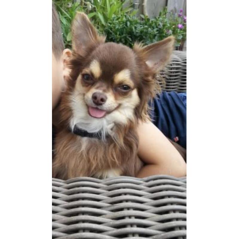 Chihuahua reu 1 jaar met FCI stamboom