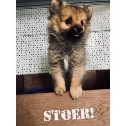 Lieve Dwergkees pups zoeken een leuk baasje