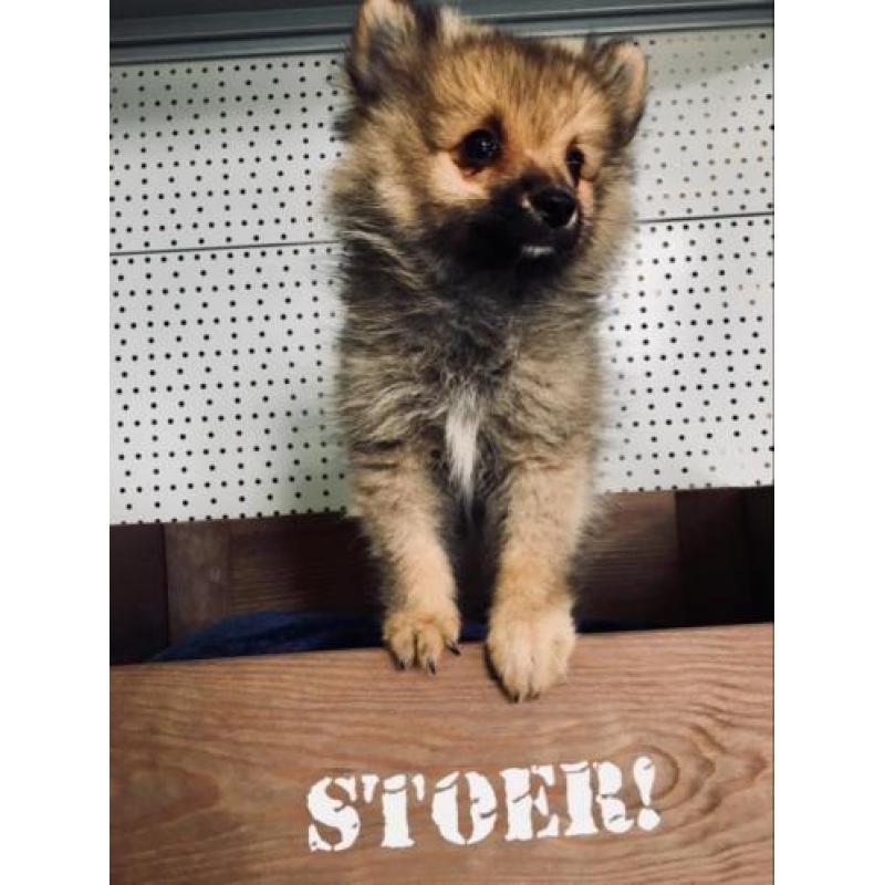Lieve Dwergkees pups zoeken een leuk baasje