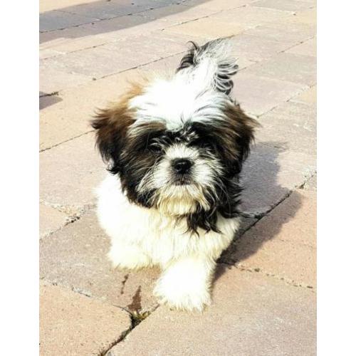 Shih tzu pups (boomer)