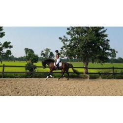 Super lieve en unieke Engelse Volbloed