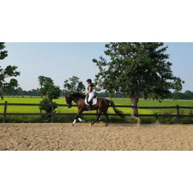 Super lieve en unieke Engelse Volbloed