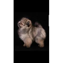 Zeer mooi Teefje Pomeranian/Pomeriaan/Dwergkeesje/FCI