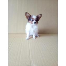 100 % Vlinderhondjes Papillon