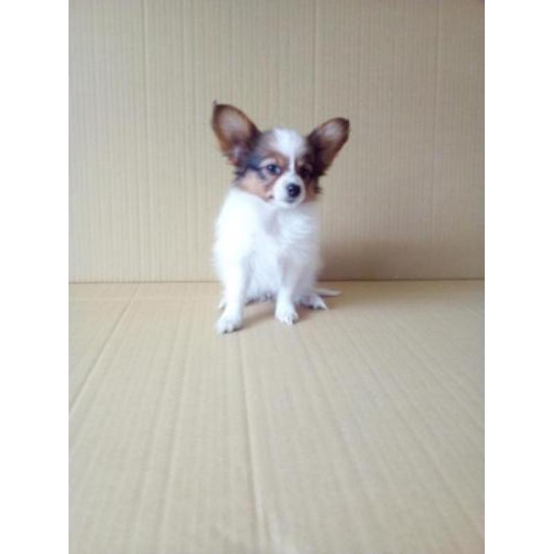 100 % Vlinderhondjes Papillon