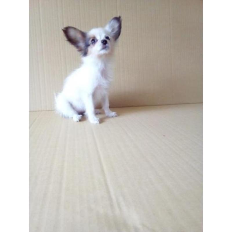100 % Vlinderhondjes Papillon