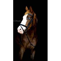 Te koop braaf paard
