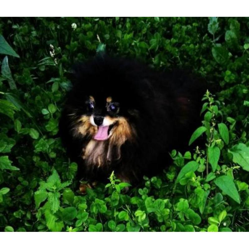 Prachtig Teefje Pomeranian/Pomeriaan/Dwergkeesje FCI