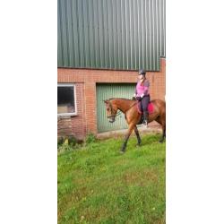 Super lieve 4 jarige Merrie te koop