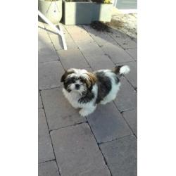 Shih tzu pups (boomer)
